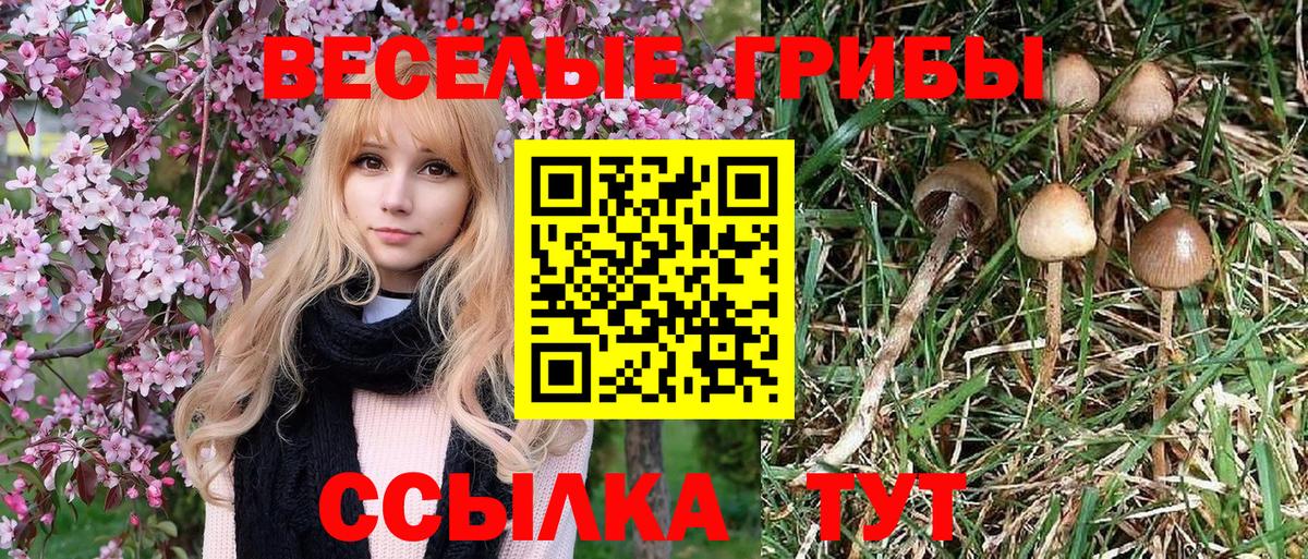 Псилоцибиновые грибы GOLDEN TEACHER  где найти наркотики  Татарск  Псилоцибиновые грибы ЛСД  Вход с VPN 